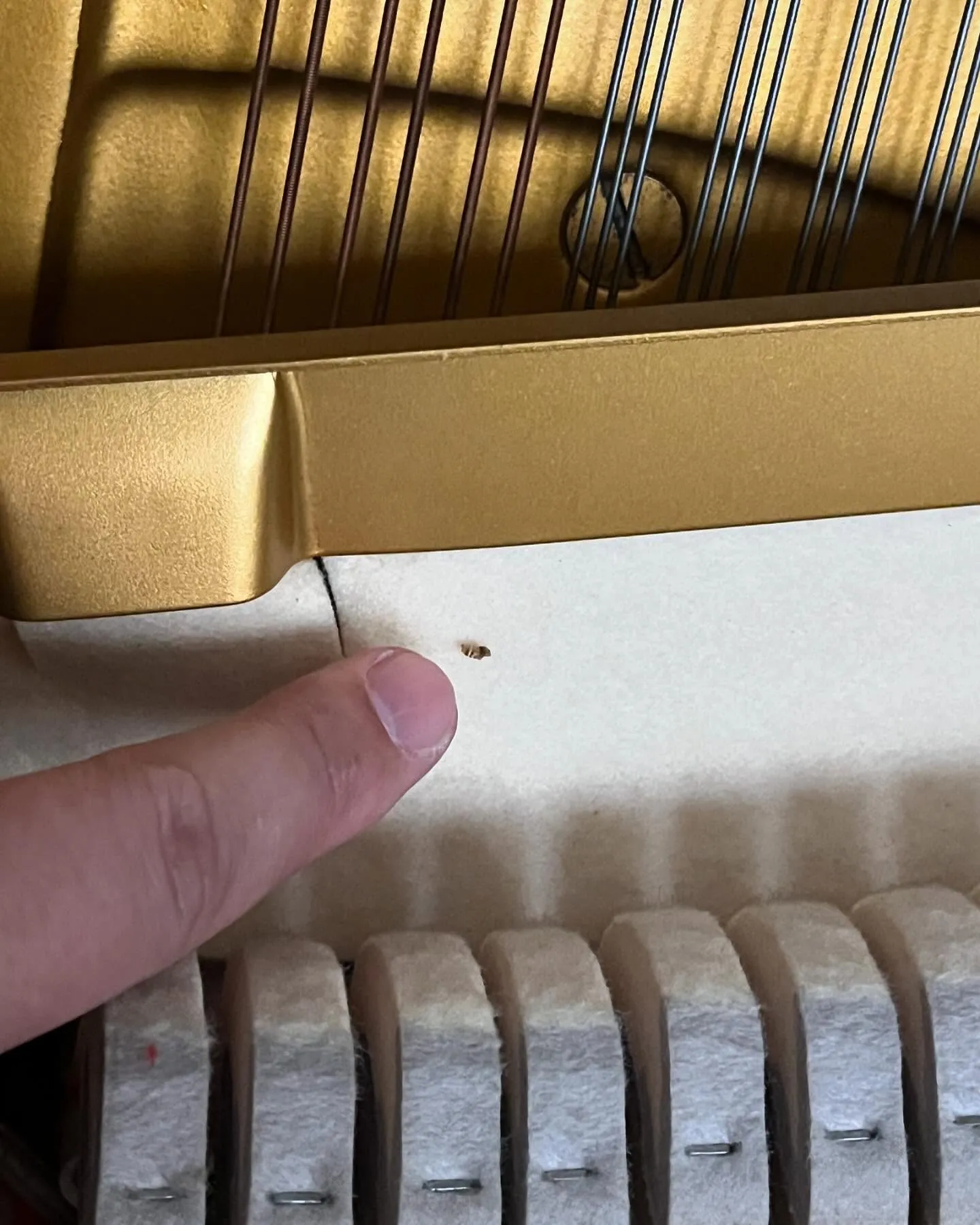 【害虫被害】ピアノの中に虫発生