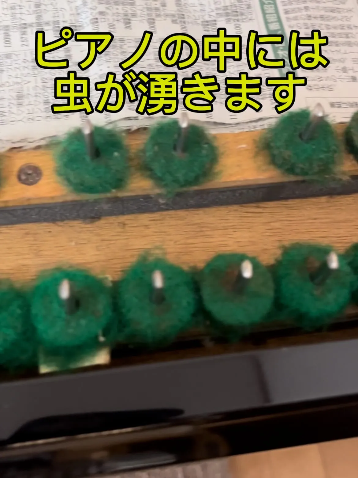 【害虫発生】ピアノの中のフェルト類が食べられてる