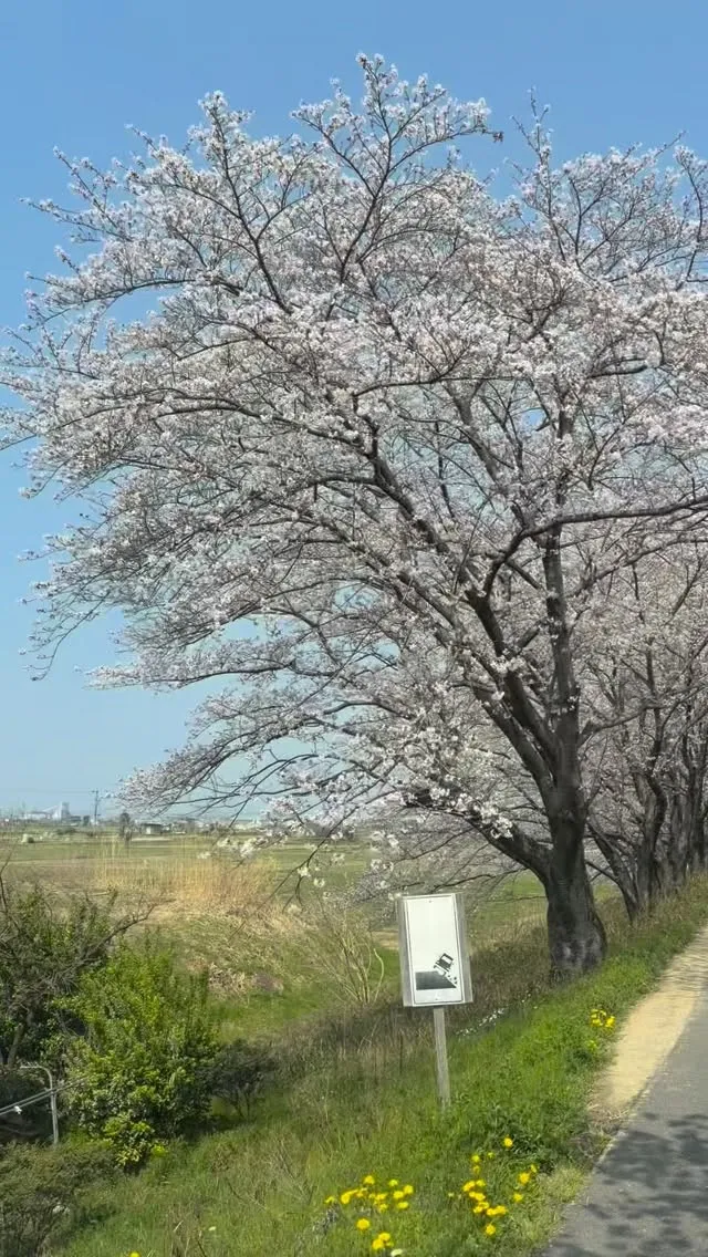 【47都道府県ピアノ調律旅】岐阜県編 🎹🌸