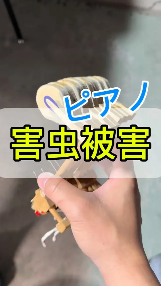 【害虫被害】ピアノの中には虫が発生する！羊毛を食べてしまう虫...